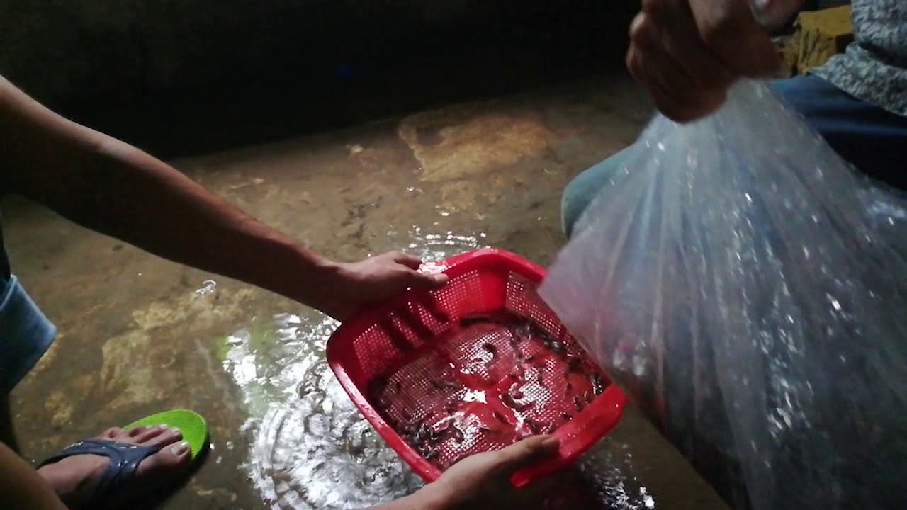 Day 1 - Tank 2 | Gulsha Fish Sanitization and Stocking | Biofloc | 18th June 2019