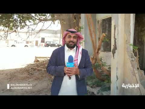 شجرة التبلدي من أندر الأشجار في محافظة الوجة وثمارها لها فوائد صحية و مذاق محبب لدى الكثير 