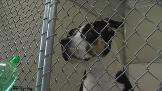 Humane Society of Scott County at capacity; waives some adoption fees