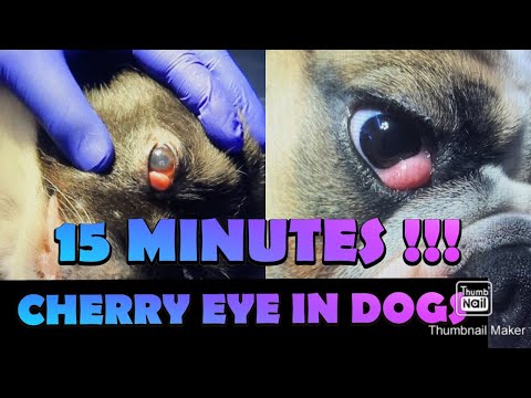 PENGOBATAN CHERRY EYE  PADA ANJING OLEH DOKTER HEWAN