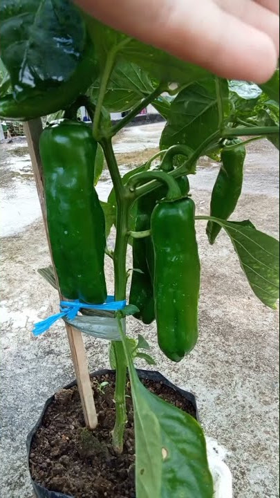 Penampakan Cabe Italy Besar Yang Viral