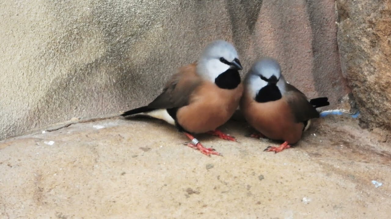 Black-throated Finch is part of a superspecies  4K