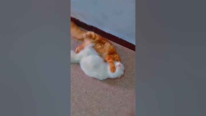 Watch the video about Cat fight#avengers #cat #animals #funny#persiancat #pets #catvideos #shorts #cutecat #animals #fight