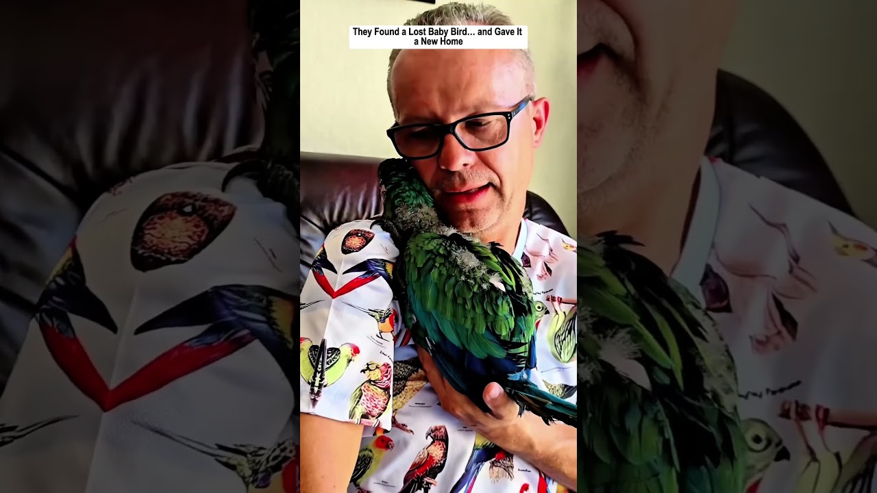 They Found a Lost Baby Bird… and Gave It a New Home