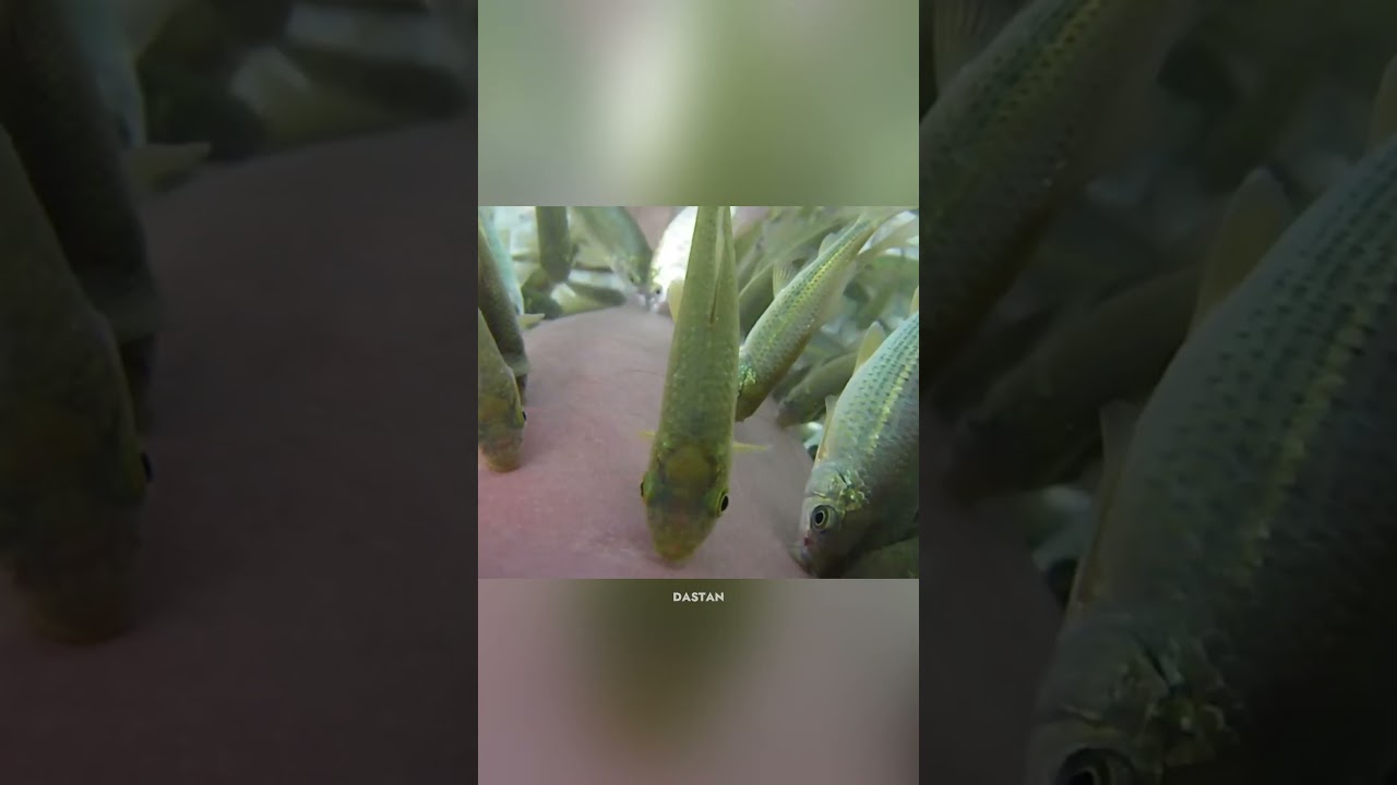 What Is A Fish Pedicure