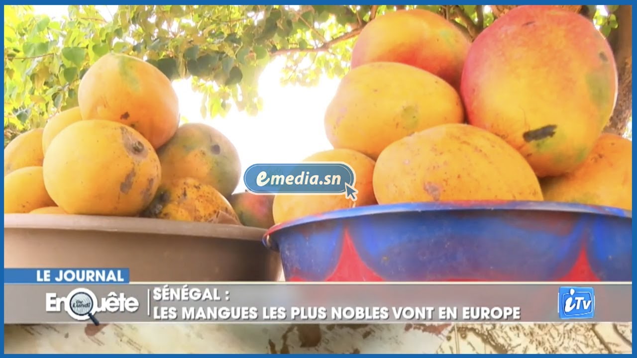 DANS LE DIENDER, LA MANGUE SUR TOUTES LES LANGUES