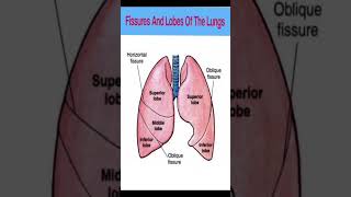 Fissures And Lobes Of The Lungs 🫁 #humananatomy#viral🔥🔥