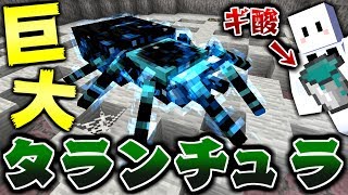 【マインクラフト】巨大タランチュラ登場！ボス相手にギ酸が最強すぎる！？ #7【虫クラ】