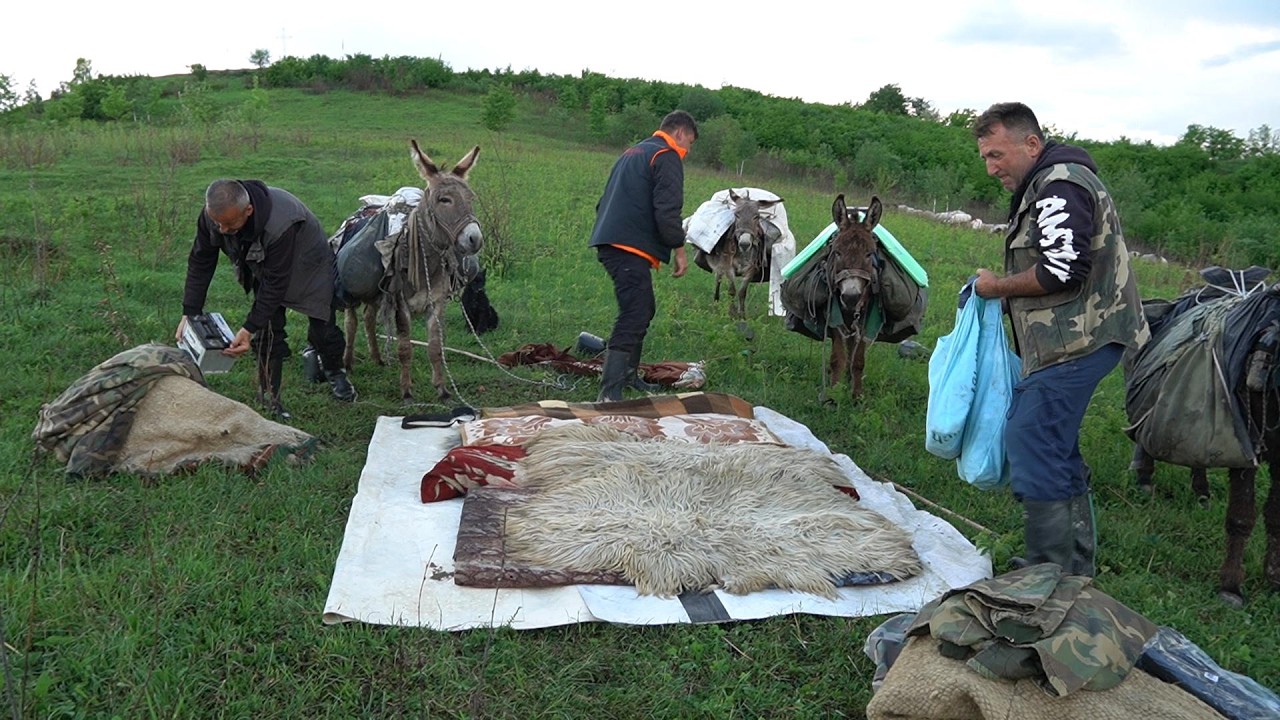 POSLJEDNJI NOMADI 1000  OVACA I PUT DUG  200 KILOMETARA
