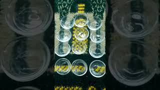 Lots of Miniature Glass Clear Small Bowls-06