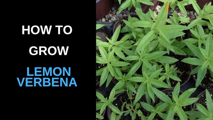 How to Grow Lemon Verbena