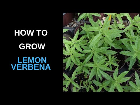 Video: Verbenų auginimas patalpose: kaip auginti citrininę verbeną kaip kambarinį augalą