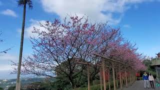20220125～淡水天元宮櫻花開了～