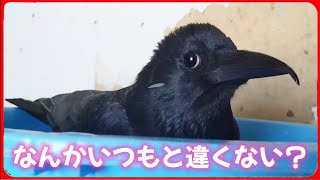 【異変あり】カラスの頬に何かが付いてるので確認してみたい。20260416、カラス＆四つ足クインテット（仮）