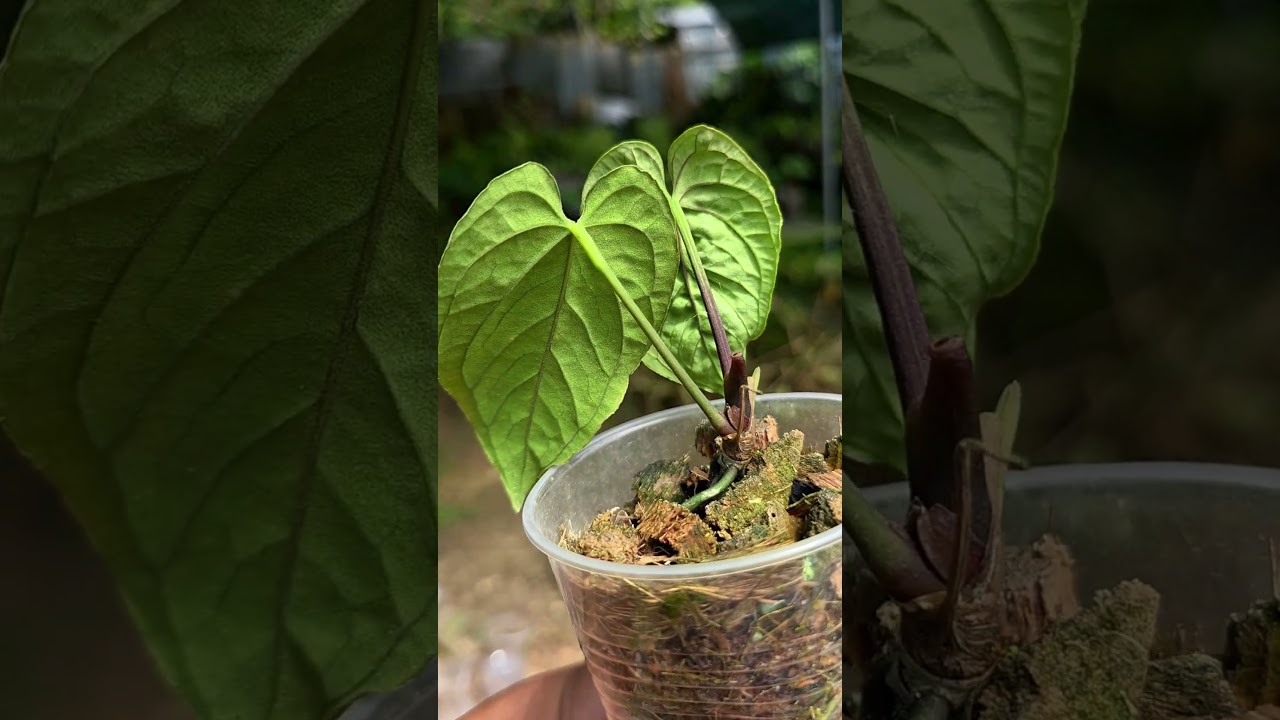 Anthurium sp. 'Lancea' Wild Ecotype (EXACT PLANT) – Amazon Plants Peru