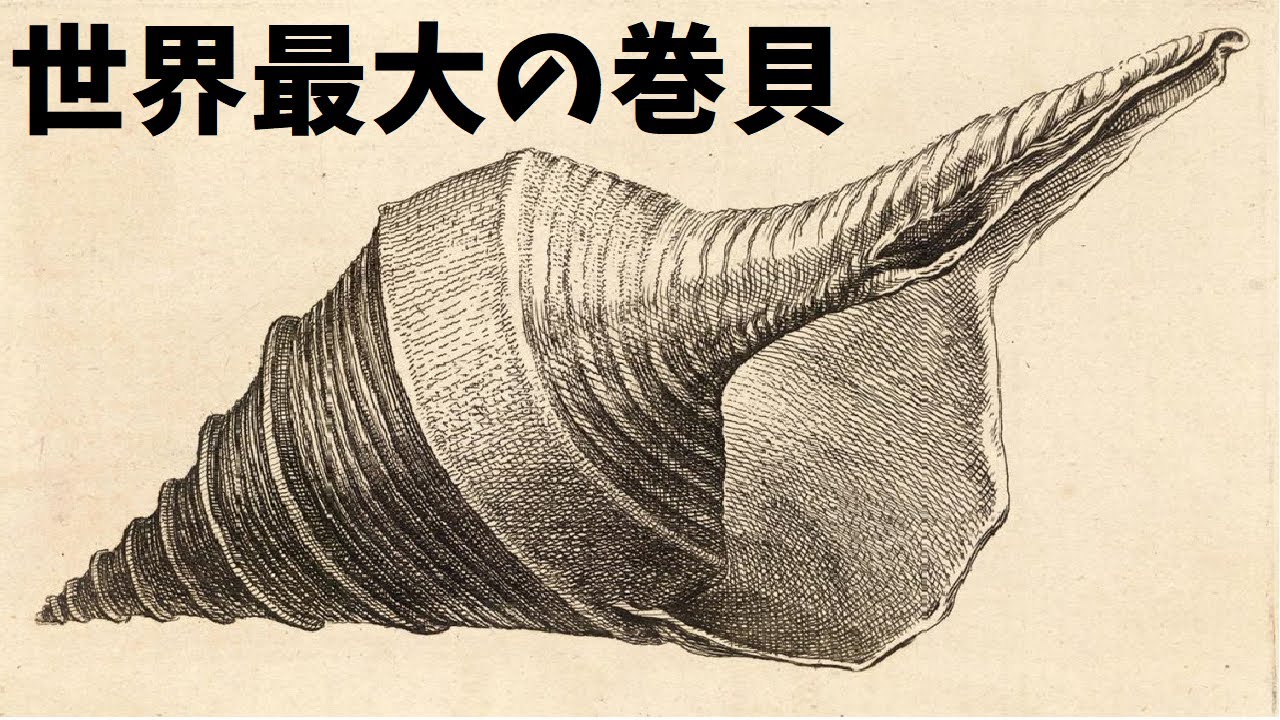 世界最大の巻貝アラフラオオニシとは - YouTube