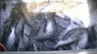 Stocking Blue & Silver Channel Catfish - Plus Huge 15 Lb. Cats 52412