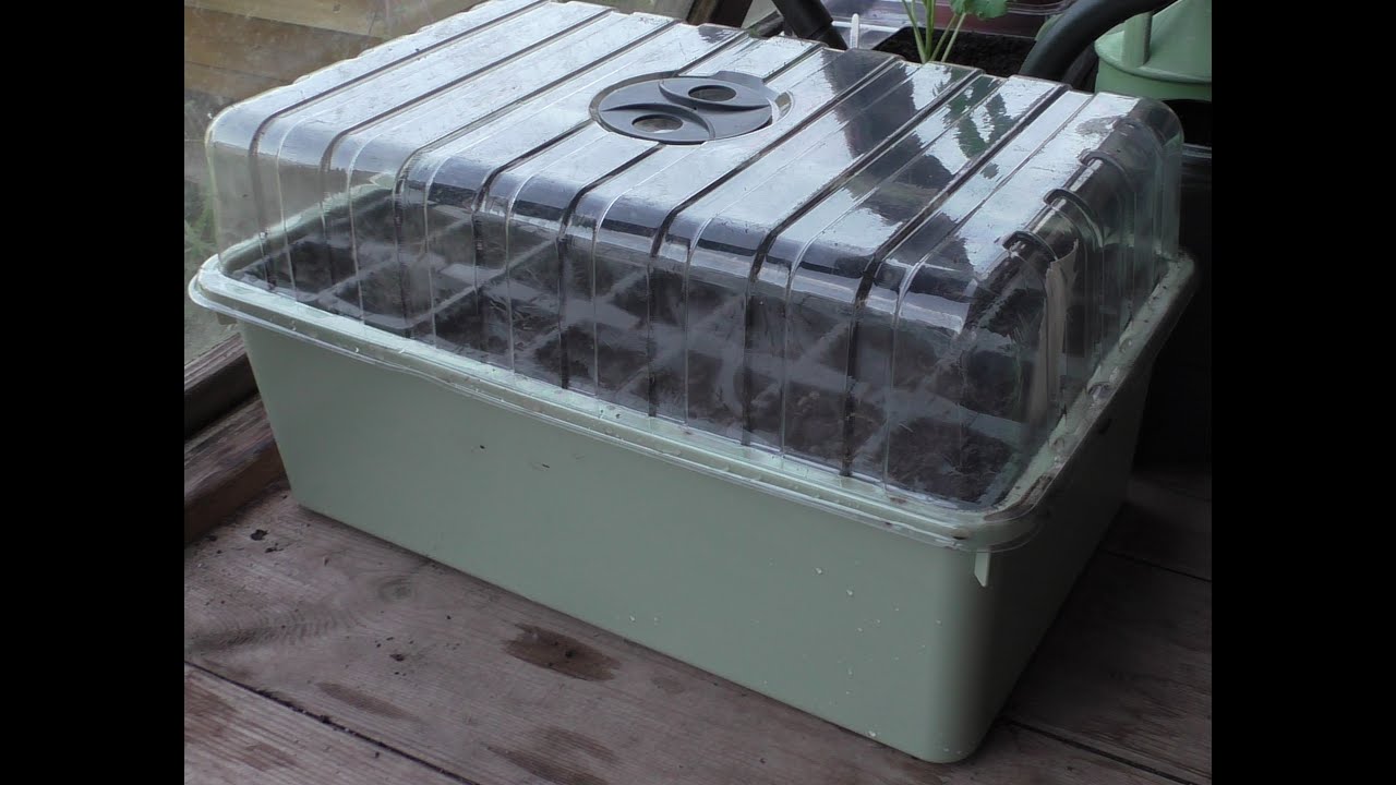 Starting off the broad beans YouTube