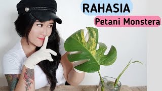 Rahasia Petani Monvar Monstera Variegata