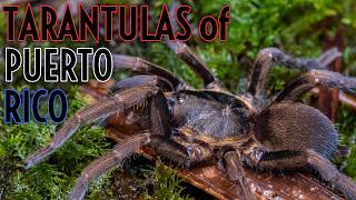 We Found ALL THE TARANTULAS in Puerto Rico in ONE DAY!