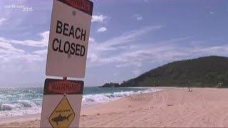 Granite Bay man killed during shark attack in Maui | Daily Blend