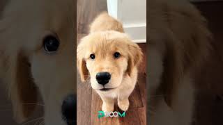 #guguklucu #hewanlucu #videolucu #fyp #foryou #asmr #petasmr