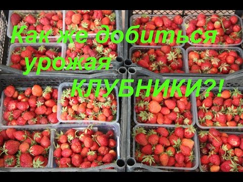 Как же добиться урожая КЛУБНИКИ?!