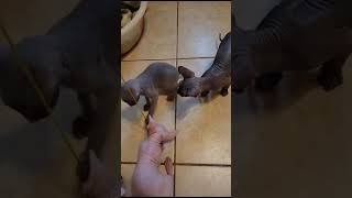 It’s Kitten Play-Time!! Cat😻😻😻 by LiLNudists Cattery 183 views 5 months ago 1 minute, 9 seconds