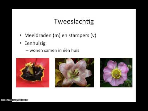 Video: Tweehuizig