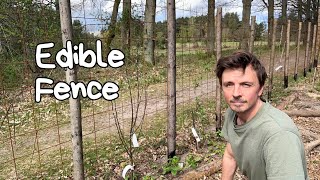 Making an Edible Fence For My Forest Garden I Using The Companion Planting Technique