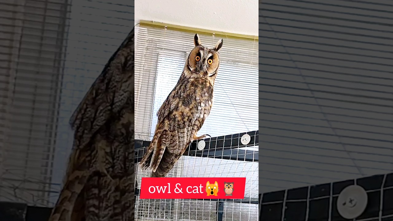 cat & owl🙀🦉 