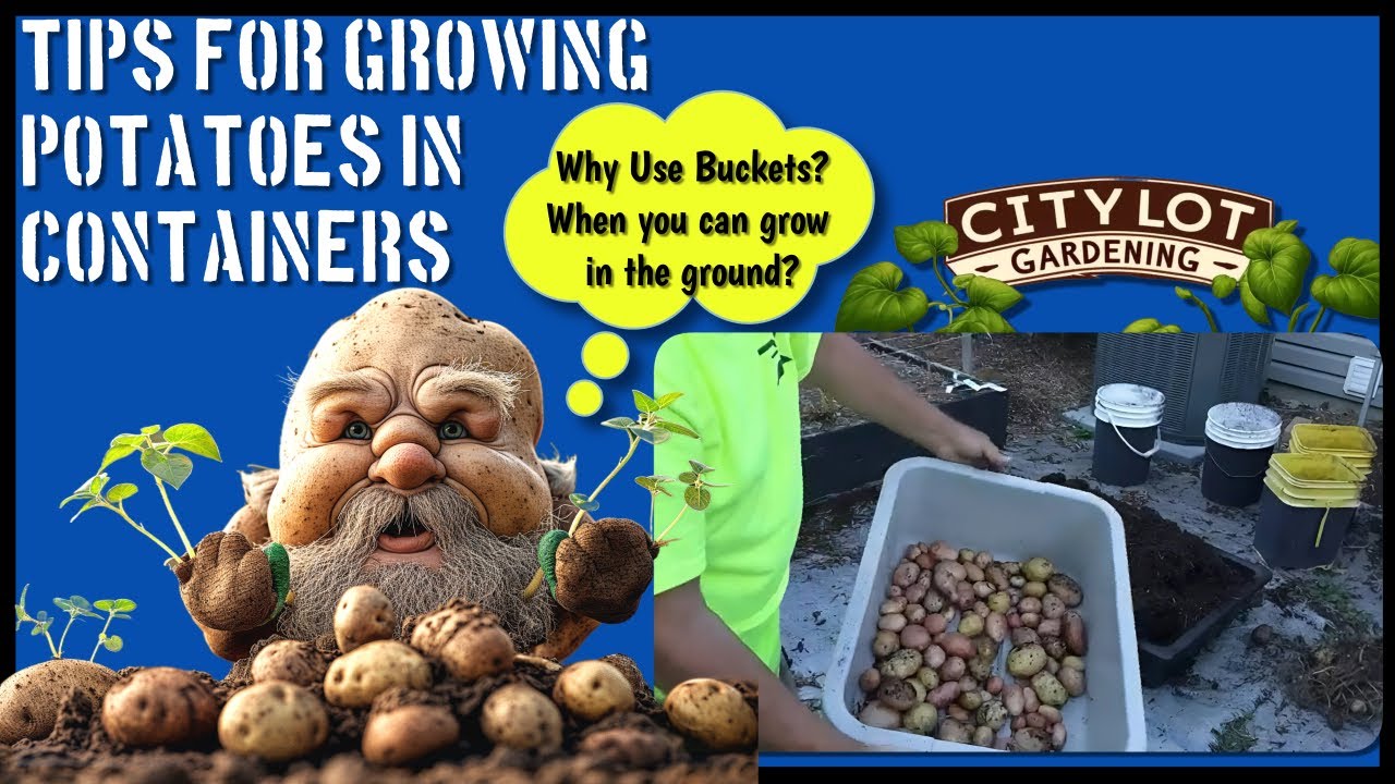 Bucket Potato Harvest| Tips for Growing Potatoes in Containers #gardeningtips #organicgardening