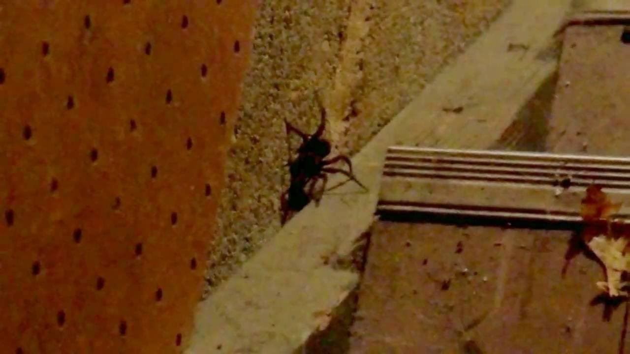 Huge Indiana Spider YouTube