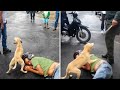 PROVAS DE QUE NÃO MERECEMOS OS CACHORROS