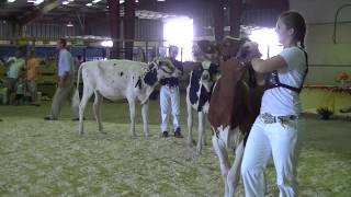 Showing Dairy at SD State Fair Open Show