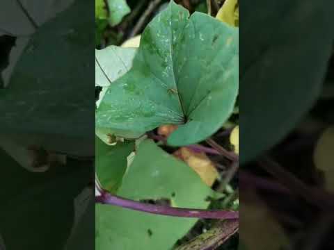 Update Muna Tayo sa simpleng farming nila Tatay