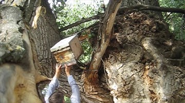 Checking Swarm Traps Year 2