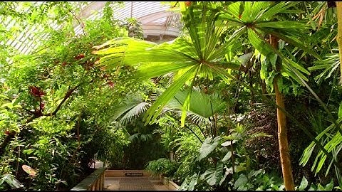 Царство растений. 1 серия из 3.  Жизнь во влажном климате/Life in the Wet Zone