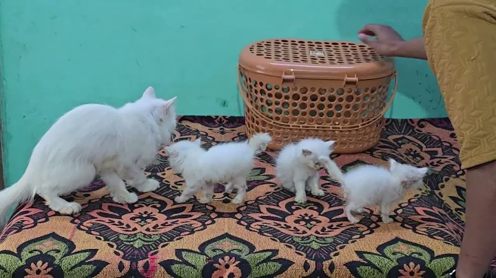 Watch the video about Persian cat's & kittens in Hyderabad at Syed's Cattery Dabeerpura | Chance ke cat's