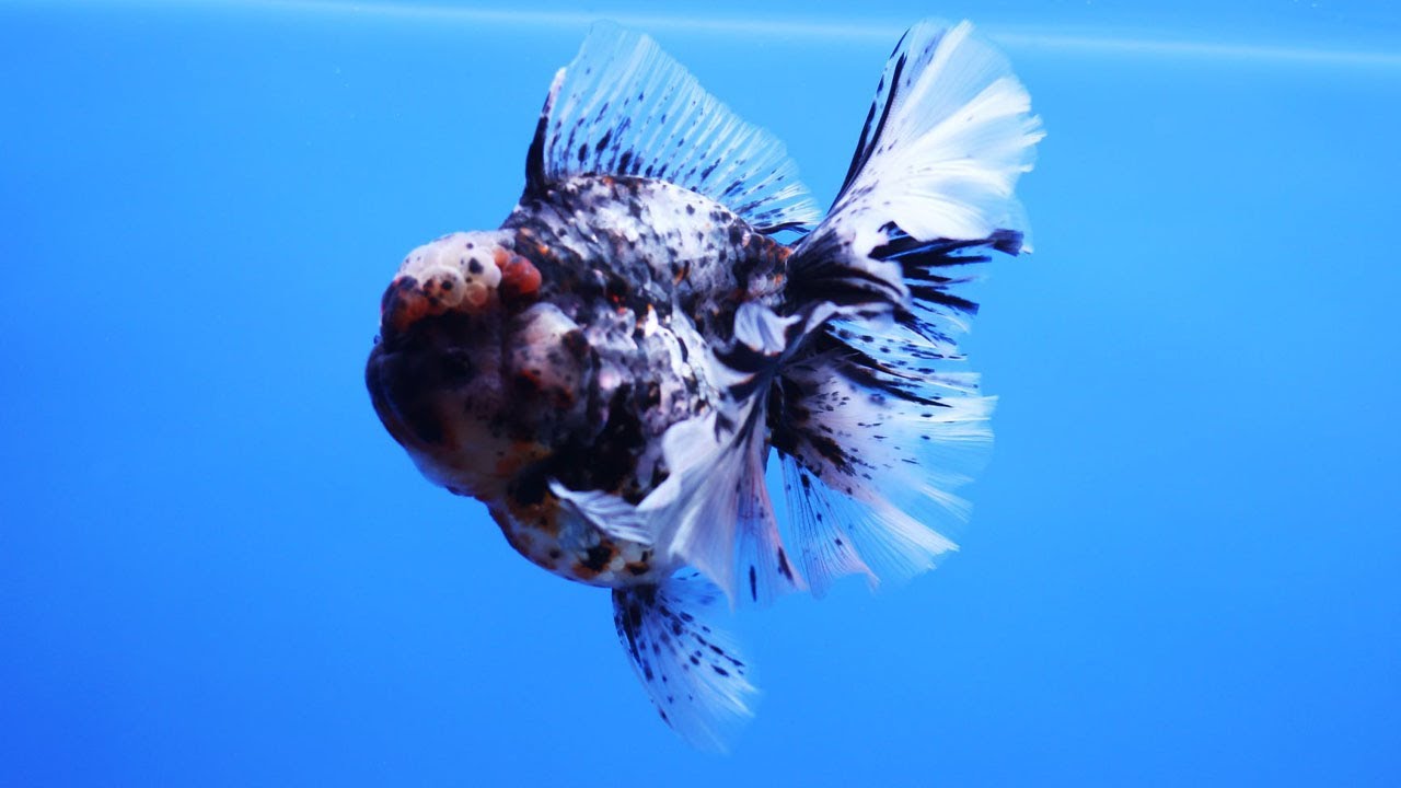 最も美しく高品質の金魚 Youtube