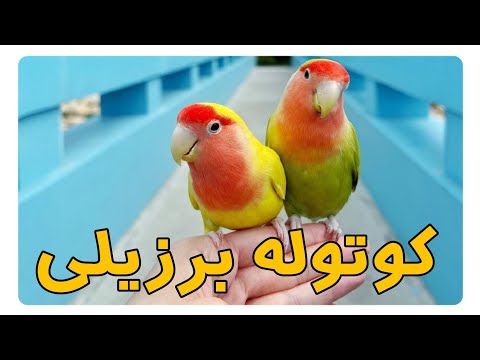 تصویری: چرا کوتوله کوتاه است؟