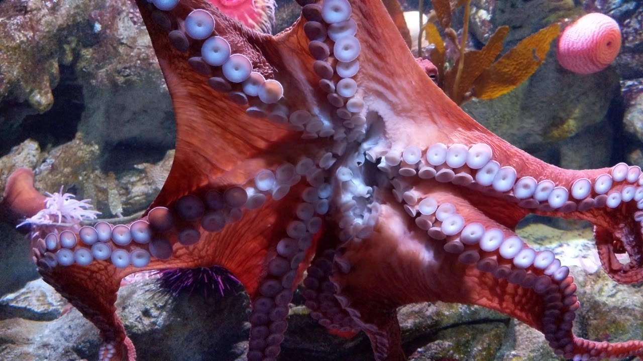Giant Pacific Octopus at New England Aquarium, Boston, Massachusetts