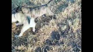 Balıkesir Yavru Köpek Dövüşleri