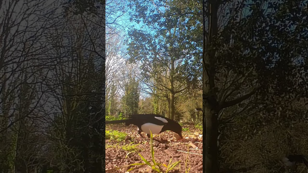 Pizza Crust For Magpie / Trail Cam / Cemetery Wildlife 4K