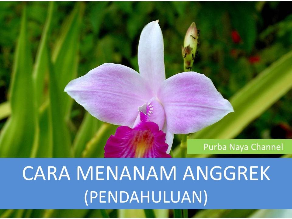 CARA MENANAM ANGGREK (PENDAHULUAN) * Video Tutorial Belajar Cara Bikin