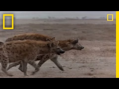 Hyena vs. Cape Buffalo | National Geographic