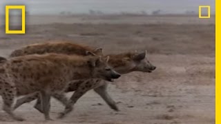 Hyena vs. Cape Buffalo | National Geographic