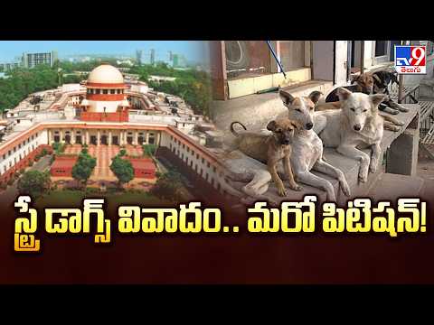 Another Petition in Supreme Court Over Stray Dogs Issue : స్ట్రే డాగ్స్ వివాదం.. మరో పిటిషన్! - TV9 - TV9
