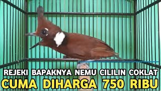 REJEKI YANG BELI CILILIN COKLAT BURUNG MASTERAN POIN DIJUAL 750 RIBU DI PASAR BURUNG PRAMUKA 