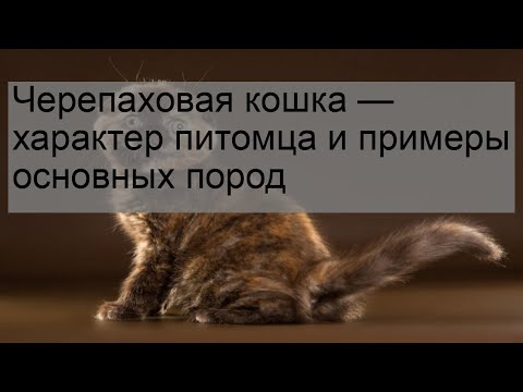 Черепаховая кошка — характер питомца и примеры основных пород